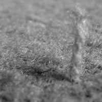 Carpet Grass