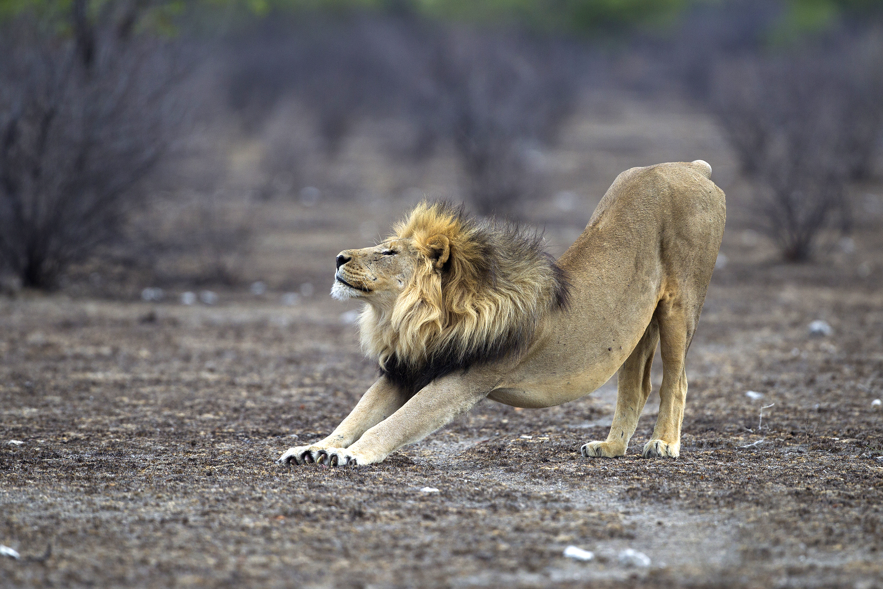 Lion Stretching