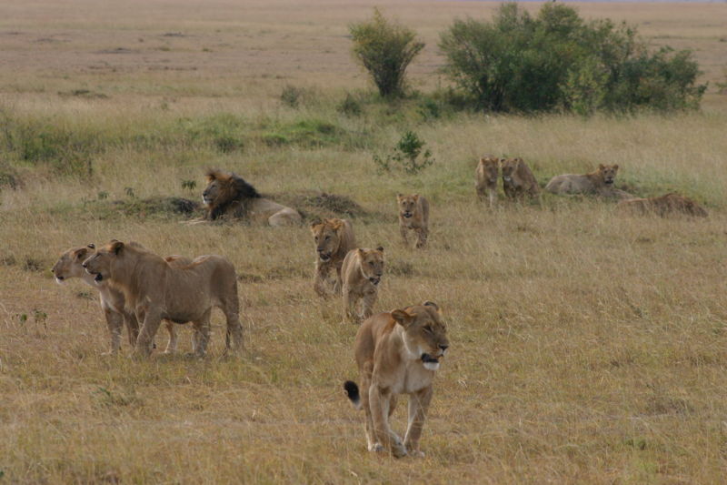 A pride of lion headed by one male at Masai Mara, Kenya