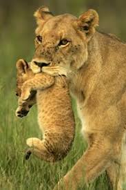 Lioness and Cub